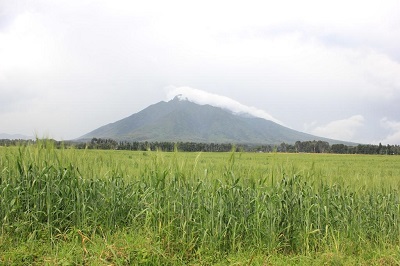 Wheat surrounds the border of the Volcanoes National Park in Rwanda. Photo: F. Baudron/CIMMYT