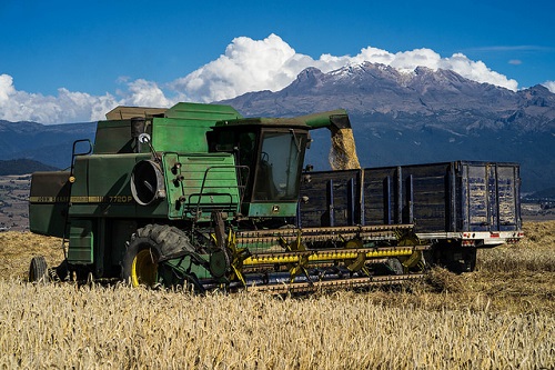 Wheat harvest near Iztaccíhuatl volcano in Juchitepec, Estado de México. (Photo: P. Lowe/CIMMYT)
