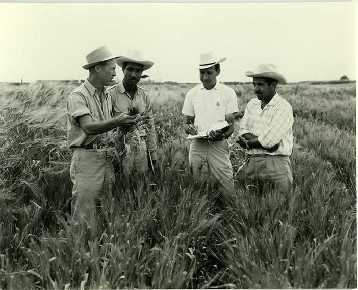 Norman Borlaug works with researchers in the field. (Photo: CIMMYT archives)
