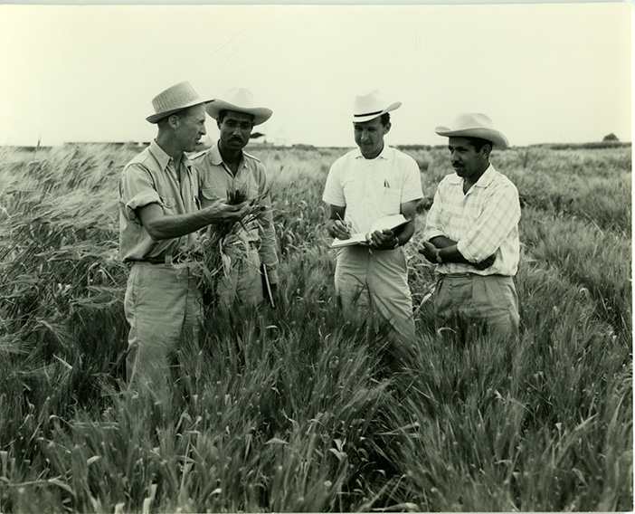 Background image for CIMMYT