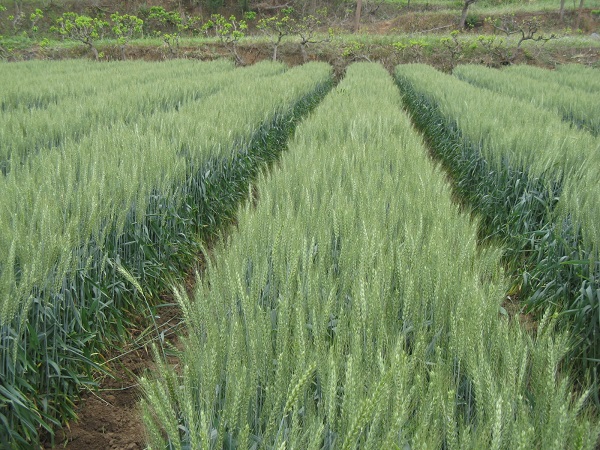 Chuanmai 42 at Zhongjiang. (Photo: Garry Rosewarne/CIMMYT)