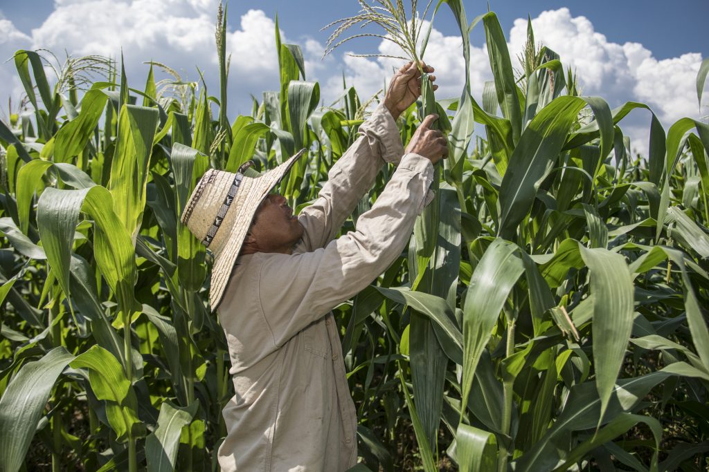 A farmer examines a zinc-enriched maize plant. (Photo: CIMMYT)