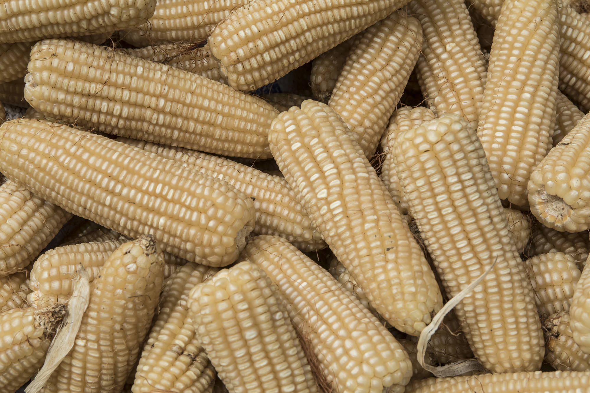 New zinc-biofortified maize variety BIO-MZn01. (Photo: CIMMYT)
