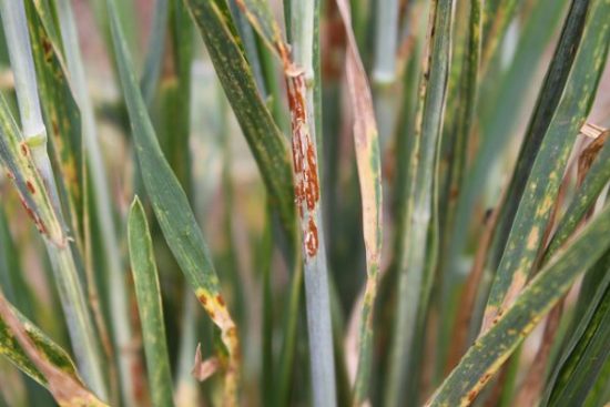 La roya del tallo del trigo fue reportada por los griegos y romanos antiguos, y estos últimos hacían sacrificios a los dioses para evitar que la enfermedad atacara sus cultivos de trigo.  Foto: CIMMYT/Petr Kosina