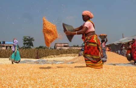 Una mujer seca los granos de maíz después de desgranar las mazorcas. Foto: CIMMYT/ Wasim Iftikar