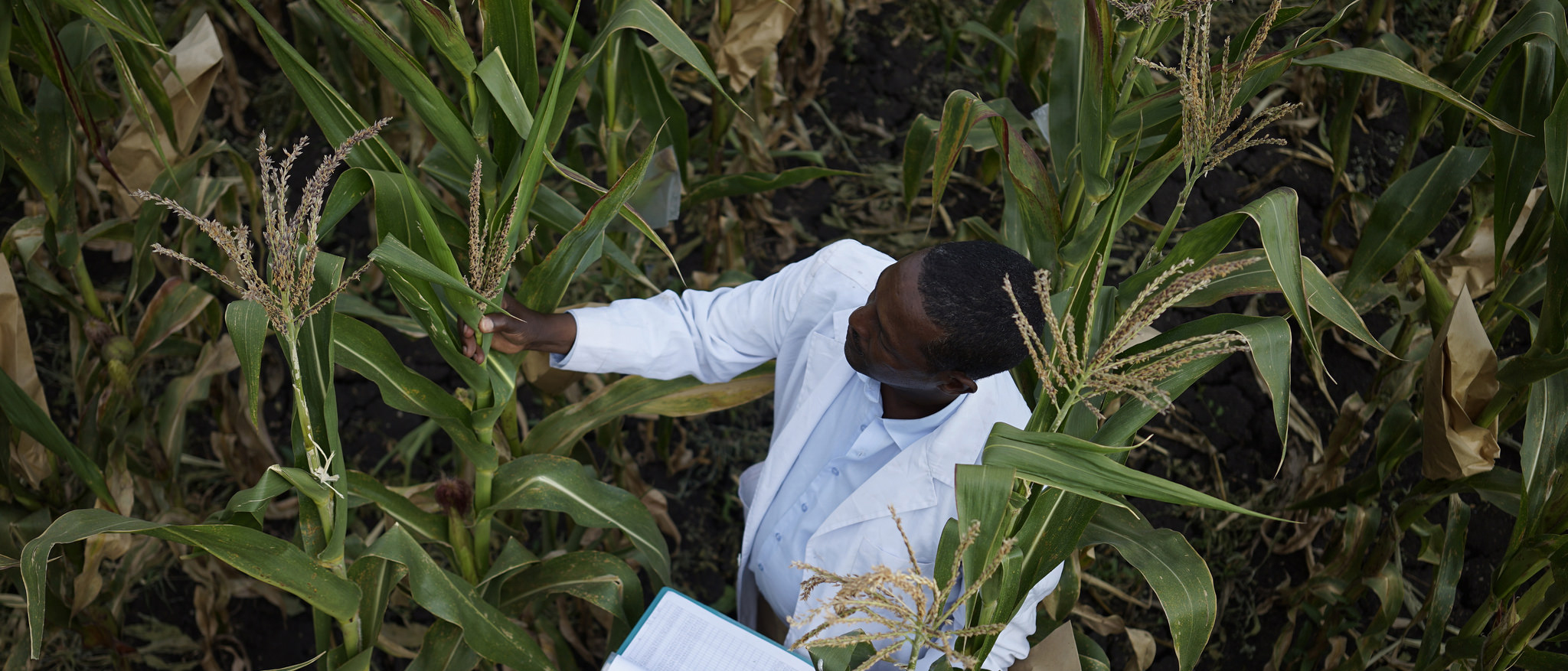 Background image for CIMMYT