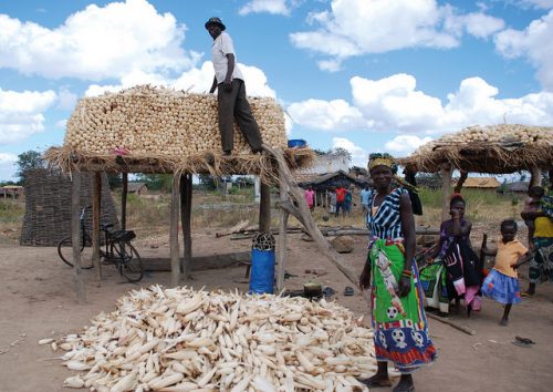 Nuevas guías ayudan a los investigadores a incluir el análisis de género en su trabajo, ya que proporciona información relevante acerca de las distintas necesidades y oportunidades que tienen las mujeres y los hombres en la agricultura. Foto: archivos del CIMMYT