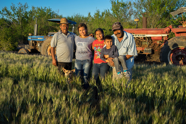 Familia de agricultores en Ciudad Obregón, Sonora, México. Foto: CIMMYT/ Peter Lowe