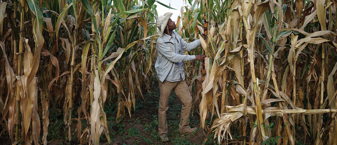 Background image for CIMMYT