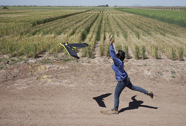 Lanzamiento de un vehículo aéreo no tripulado que recolectará datos de una parcela en la estación experimental del CIMMYT en Ciudad Obregón, México. Foto: CIMMYT/ Peter Lowe