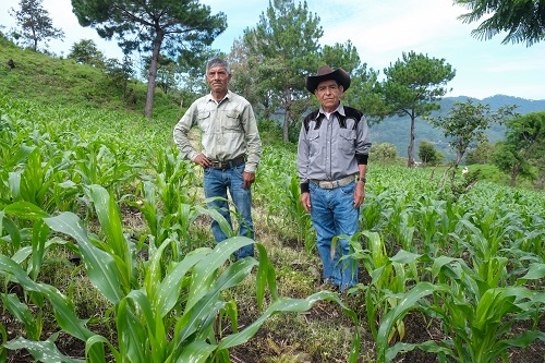 Dos hombres de la comunidad de Chatino en un campo de maíz en Santiago Yaitepec, Oaxaca, México. La cosecha se ha visto amenazada por la mancha de asfalto, pero las comunidades locales han podido mejorar la resistencia de su maíz criollo sin perder sus características preferidas, gracias al mejoramiento participativo con el CIMMYT. Foto: Matthew O’Leary