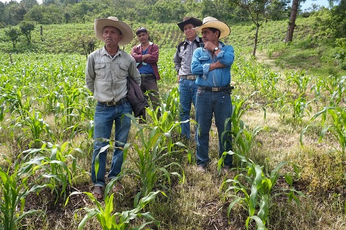 El agricultor Modesto Suárez (izq) y sus vecinos al principio dudaron en sembrar la variedad Oaxaca 280 en sus parcelas, pero al final les gustaron los resultados. Foto: Matthew O’Leary