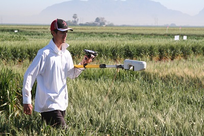 Un técnico del CIMMYT utiliza un sensor manual para medir el NDVI (índice de vegetación diferencial normalizado) en un campo de trigo en la estación experimental CENEB del Centro, cerca de Ciudad Obregón, Sonora, en el noroeste de México. Foto: CIMMYT.