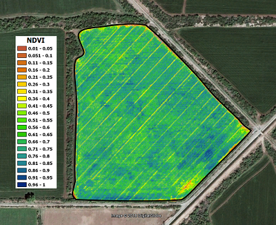 Mapa de NDVI (índice de vegetación diferencial normalizado). Foto: CIMMYT.