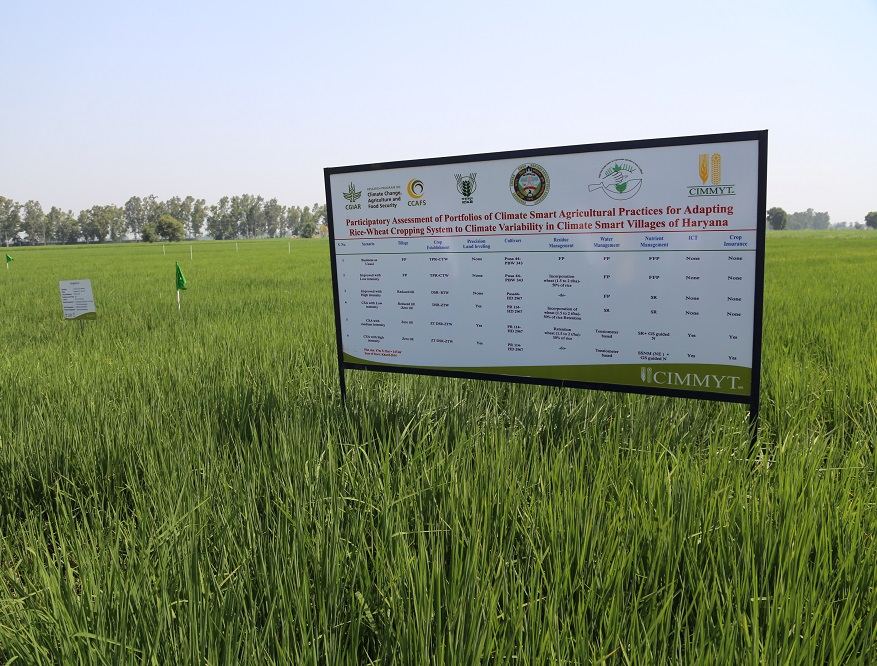 Parcela de experimentación participatoria en Beernarayana, un poblado climáticamente inteligente. Foto: CIMMYT.