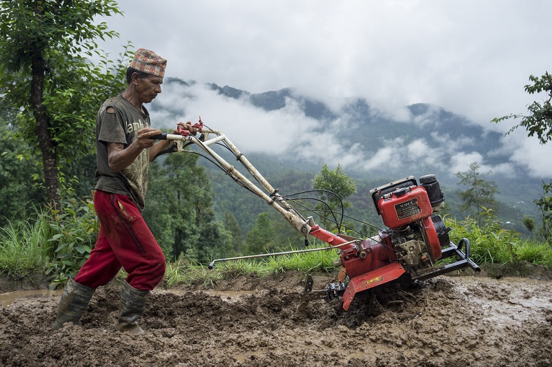 El agricultor Jhalak Bhandari utiliza un mini-arado para preparar su parcela para trasplantar arroz en Thulochaur, Sindhupalchok. Foto: CIMMYT/P. Lowe.