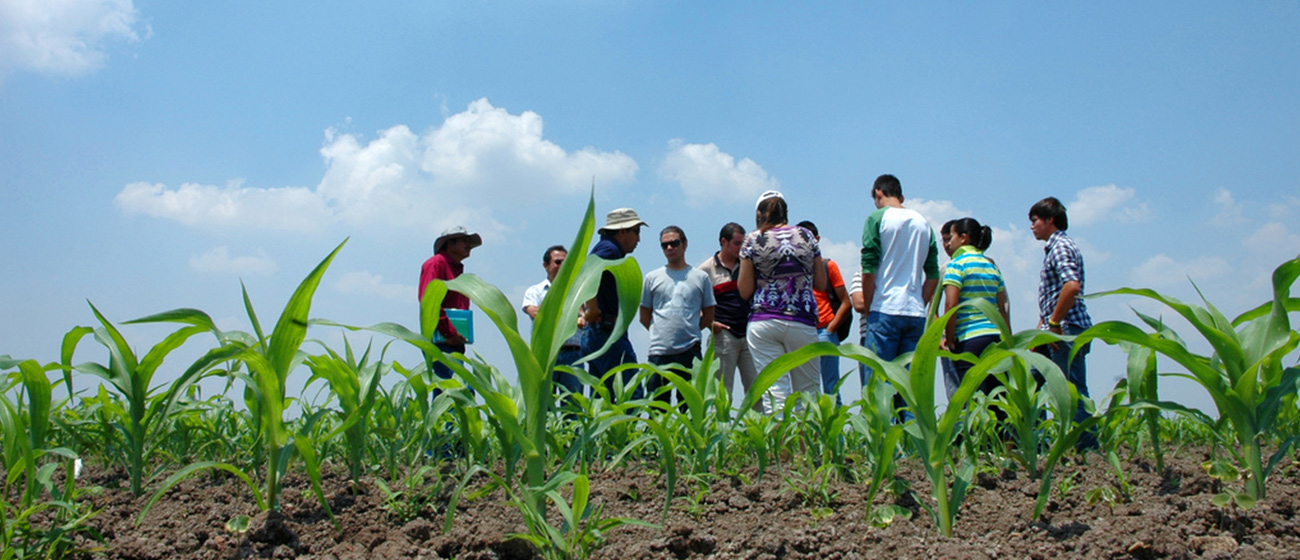 Background image for CIMMYT