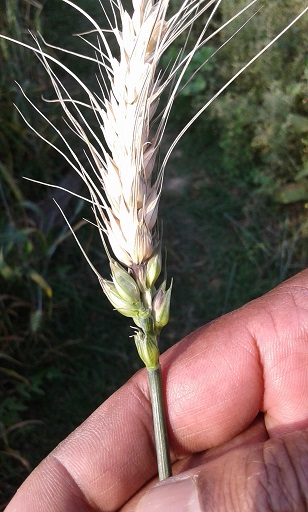 This blast-infected wheat spike contains no grain, only chaff. Photo: CIMMYT files.