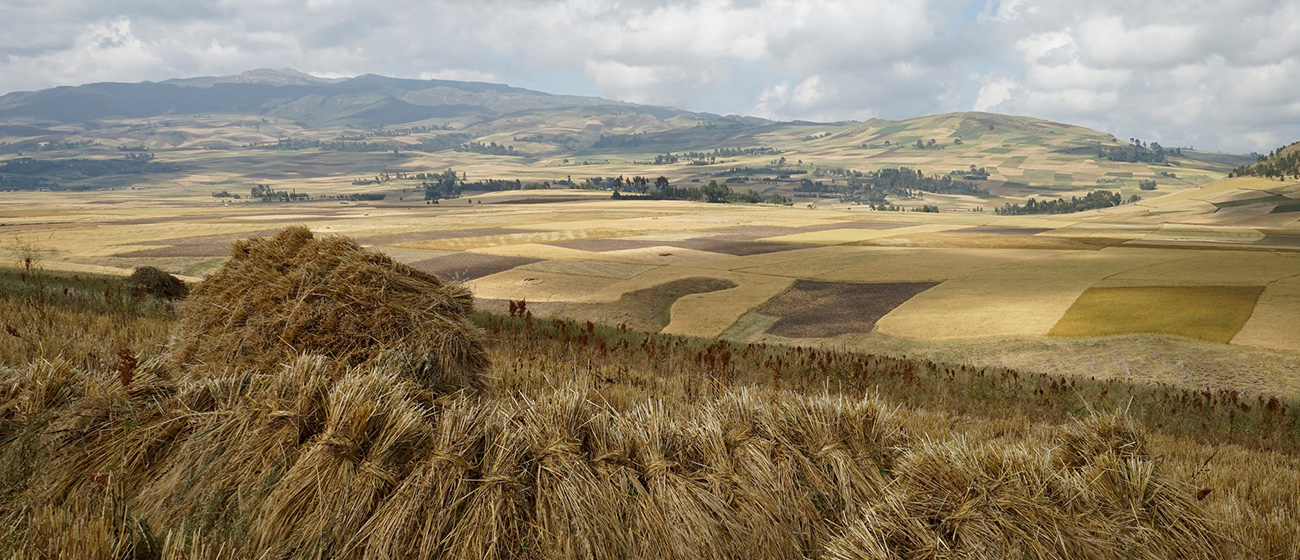 Background image for CIMMYT