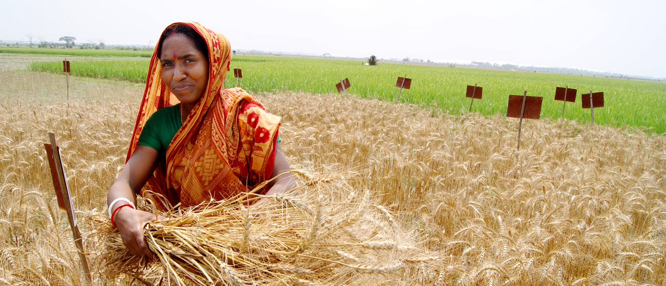 Background image for CIMMYT