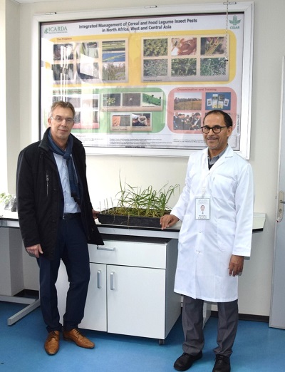 Martin Kropff, CIMMYT director general (left) and Mustapha El-Bouhssini, ICARDA entomologist, in that center’s lab at Rabat, Morocco.