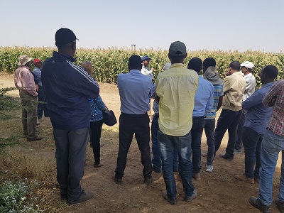 Seed company managers briefed on QPM seed multiplication during visitors day. (Photo: CIMMYT)