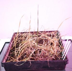 The resistant wheat line (center) is green while all others have perished under heavy infestation of Russian wheat aphid, in the ICARDA entomology lab at Rabat, Morocco.