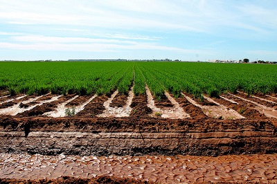 Irrigated wheat field. (Photo: S. Sukumaran/CIMMYT)