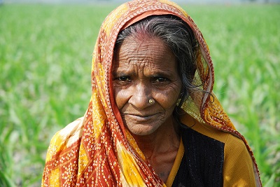 A farmer at work in a wheat field close to the Pusa site of the Borlaug Institute for South Asia (BISA), in the Indian state of Bihar. Photo: M. DeFreese/CIMMYT.