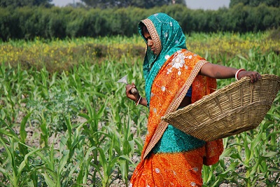 A farmer at work weeding in a maize field close to the Pusa site of the Borlaug Institute for South Asia (BISA), in the Indian state of Bihar. Photo: M. DeFreese/CIMMYT.