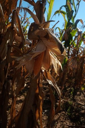 Biofortified orange maize in a farmer's field. Photo: Matthew O'Leary/ CIMMYT