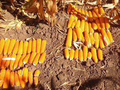 Two experimental lines of provitamin A-enriched orange maize, Zambia. Photo: CIMMYT.