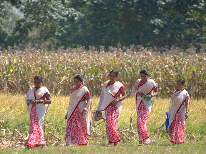Women from the Baitarani Maa Shibani women’s self-help group who decided to take on maize cultivation. Photo: D. Vedachalam/CIMMYT.