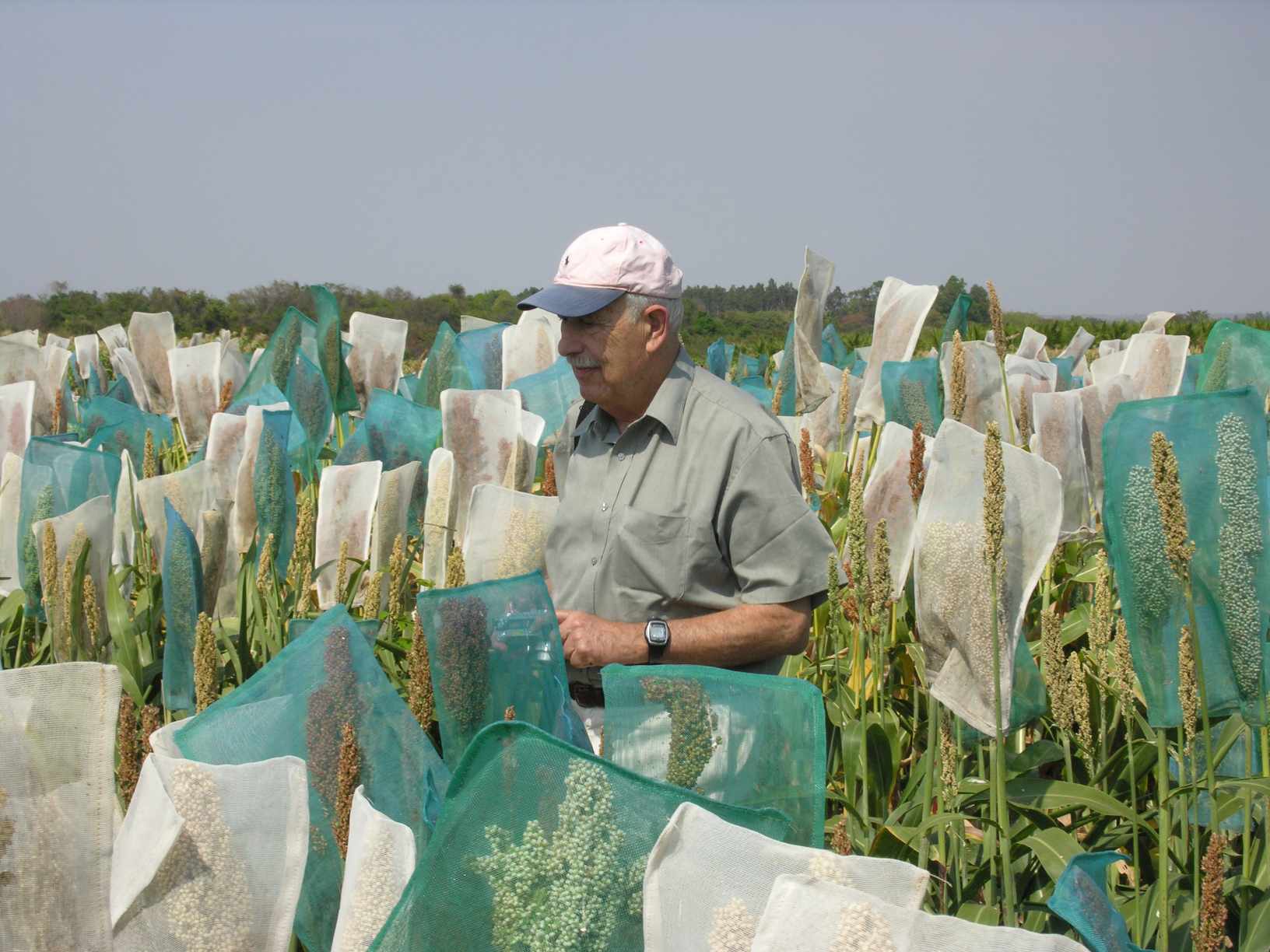 Plant physiologist Abraham Blum in the field. (Photo: Courtesy of the Journal of Experimental Botany)