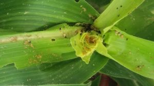 Telltale signs of fall armyworm damage on maize plants in Khamman district, Telangana state, India. (Photo: ICAR-Indian Institute of Maize Research)