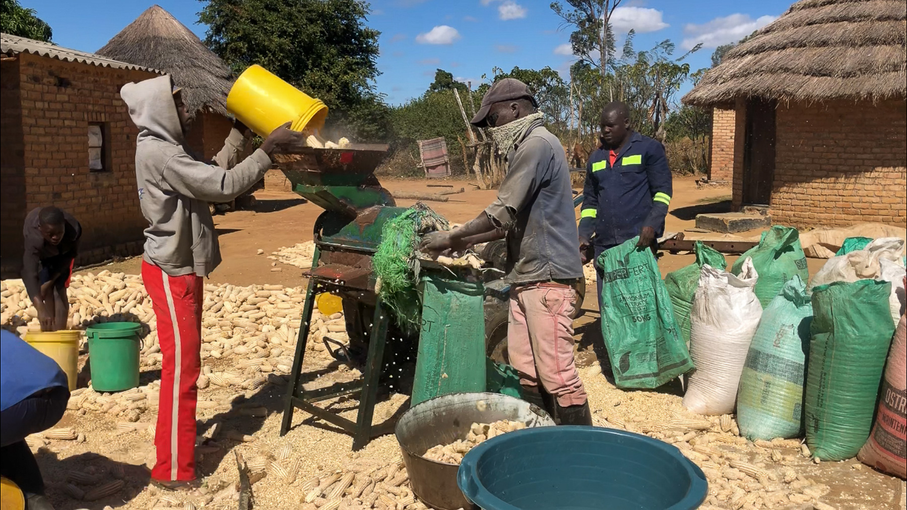(From left to right) Shepard Kawiz, 24, gathers dried maize cobs into a bucket passing it to his brother Pinnot Karwizi, 26, who pours the maize into the sheller machine by feeding the hopper. The maize falls into the sheller’s barrel where high-speed rotation separates the grain from the cob. As the bare shafts are propelled out one side, Masimba Mawire, 30, is there to catch and dispose of them. Meanwhile, Gift Chawara, 28, is making sure a bag is securely hooked to the machine to collect the maize grain. (Photo: Matthew O’Leary/CIMMYT)