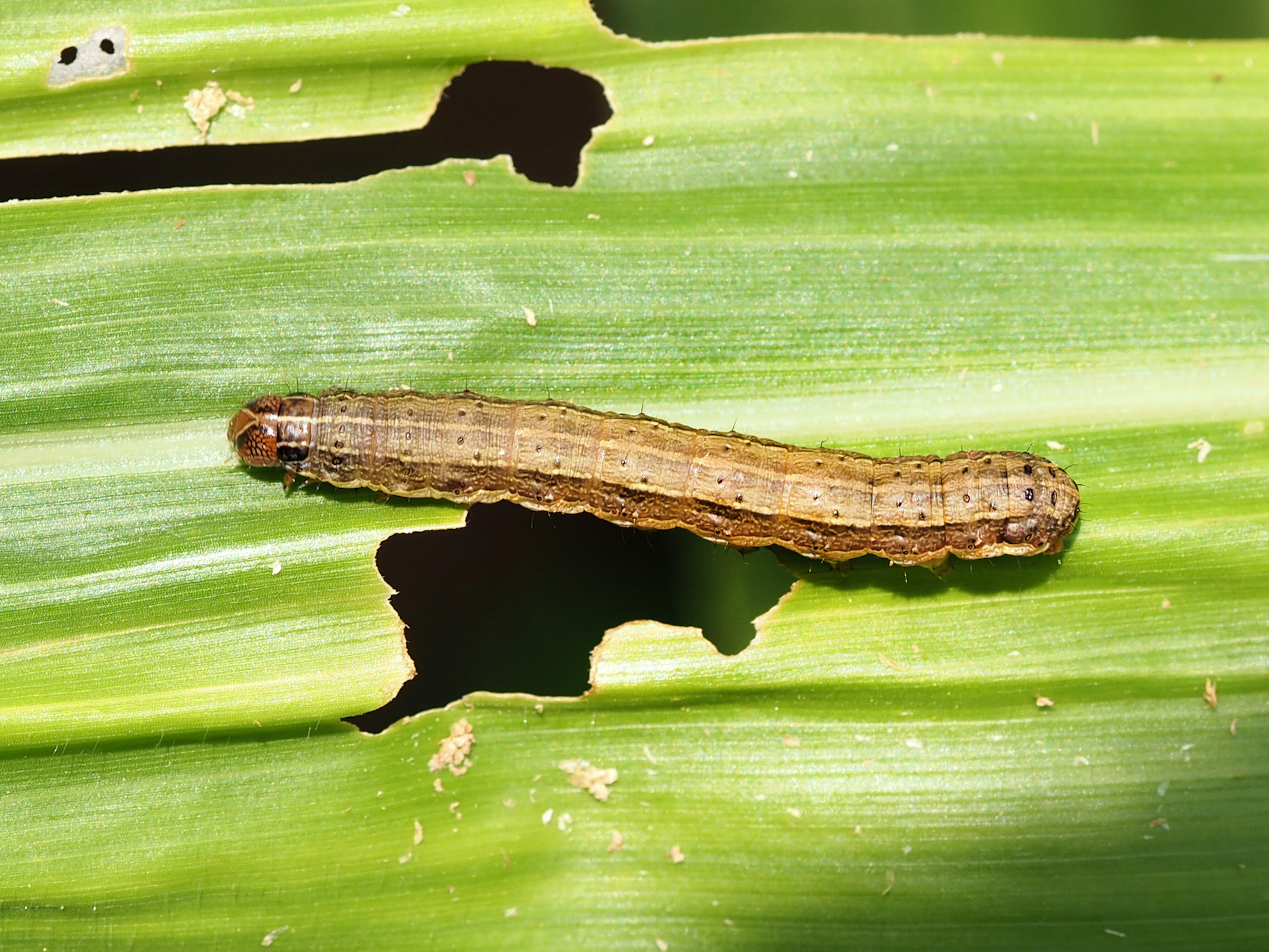 A fall armyworm on a damaged leaf in Nigeria, 2017. (Photo: G. Goergen/IITA)