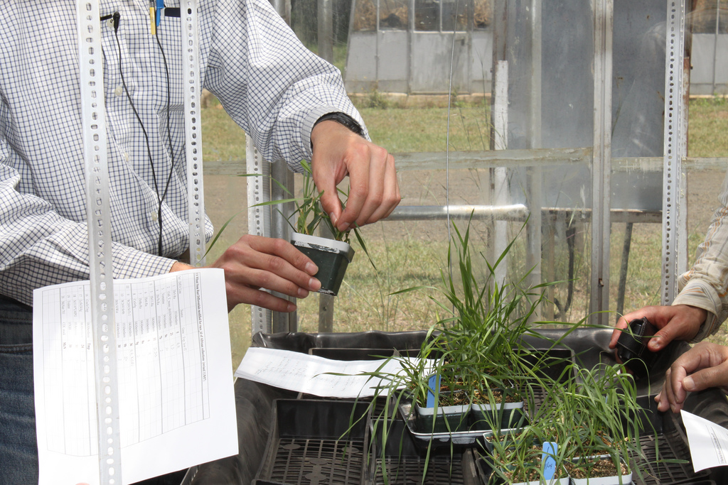 Matthew Rouse shows how to score wheat seedlings for stem rust resistance, at the Njoro research station in Kenya in 2009. (Photo: Petr Kosina/CIMMYT)