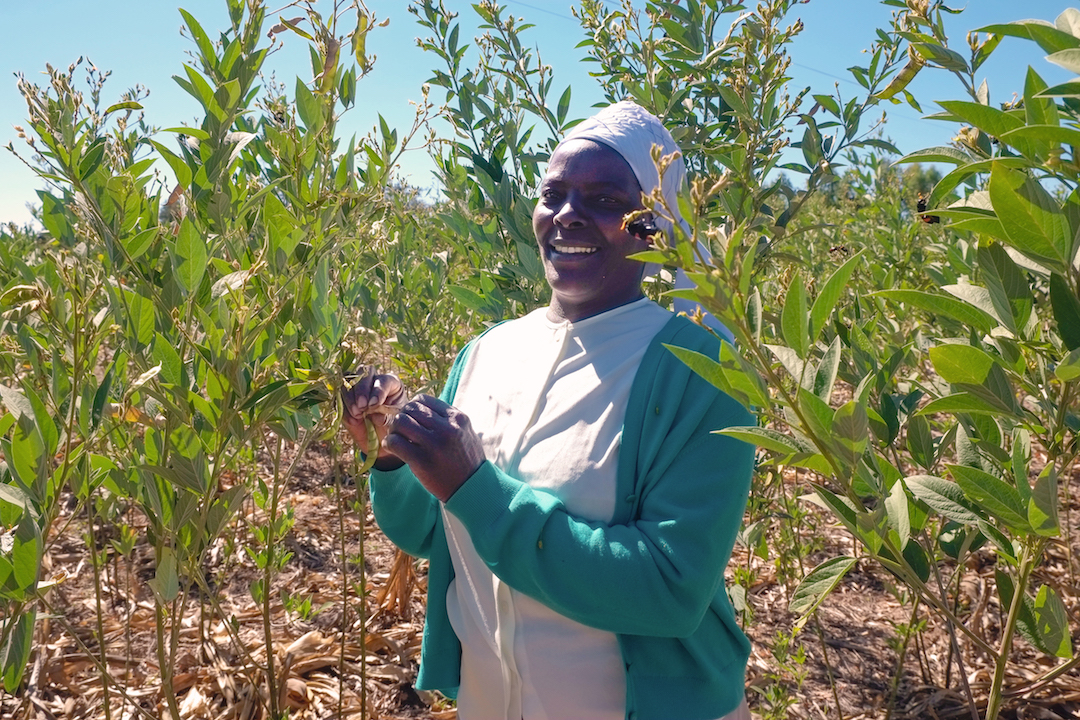 Farmer Eveline Musafari intercrops maize and a variety of legumes on her entire farm. She likes the ability to grow different food crops on the same space, providing her family with more food to eat and sell. (Photo: Matthew O’Leary/CIMMYT)