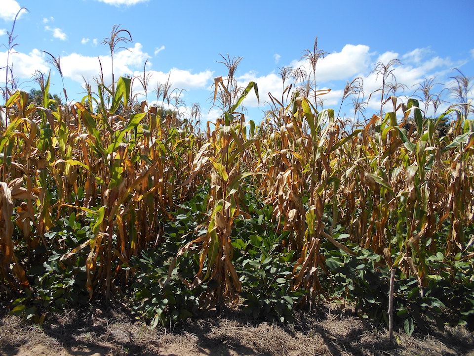 Growing legumes alongside maize provides immediate benefits, such as reduced weeding labor and legume cash crops farmers can sell for a quick income. The legumes also improve the nitrogen levels in the soil and can save farmers money, as maize needs less fertilizer. (Photo: Christian Thierfelder/CIMMYT)