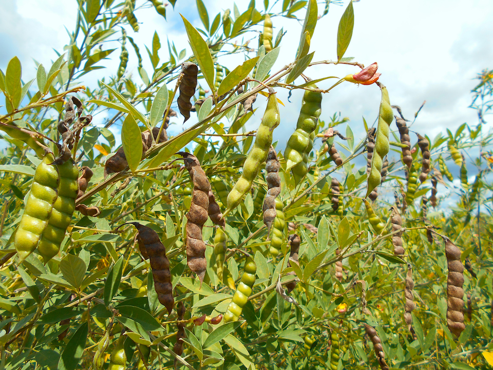 When legumes are intercropped with maize they act as a green manure adding nutrients to the soil through nitrogen fixation. Intercropping legumes and cereals along with the principles of conservation agriculture are considered away to sustainable intensify food production in Africa. (Photo: Christian Thierfelder/CIMMYT)