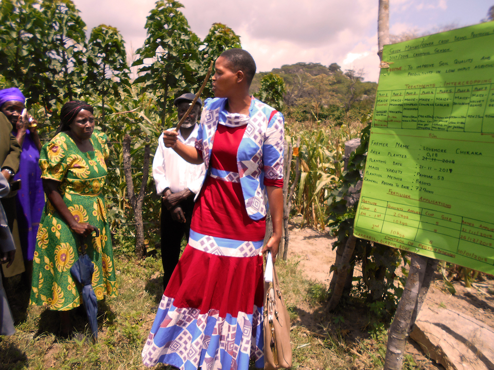 Extension worker Memory Chipinguzi explains the benefits of intercropping legumes with cereals to farmers at a field day in the Murehwa district, Zimbabwe. (Photo: Christian Thierfelder/CIMMYT)