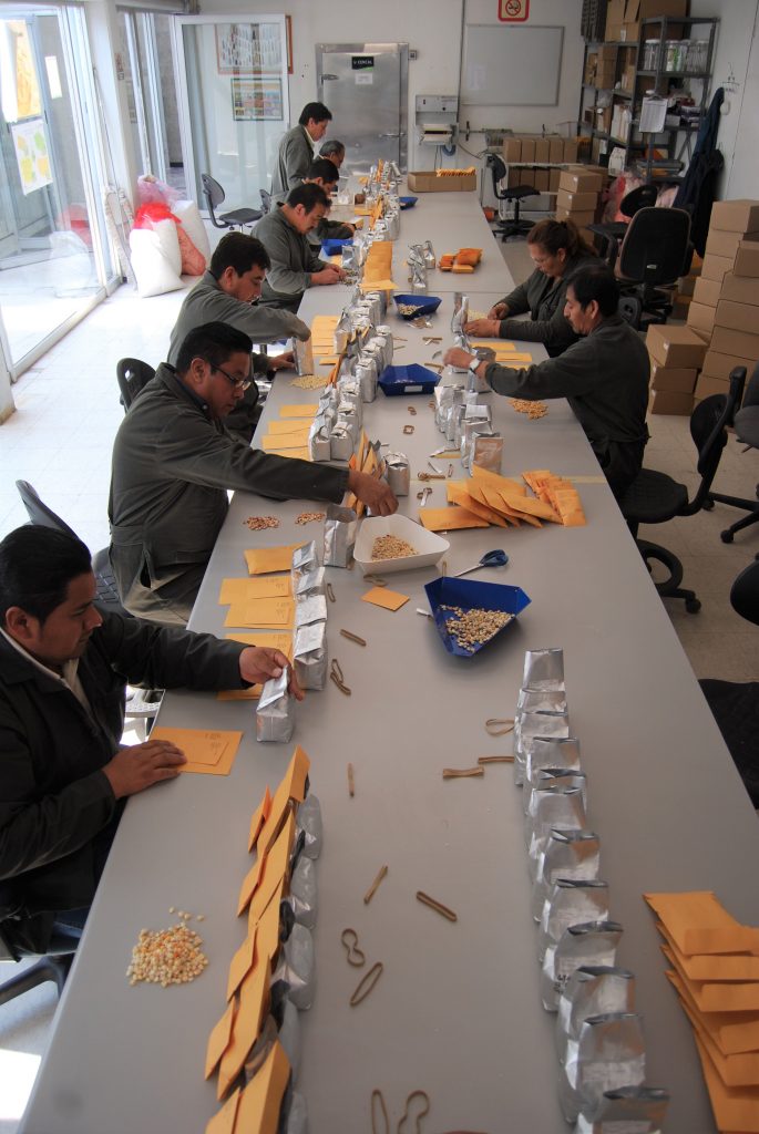 CIMMYT maize germplasm bank staff preparing the order for the repatriation of Guatemalan seed varieties. (Photo: CIMMYT)