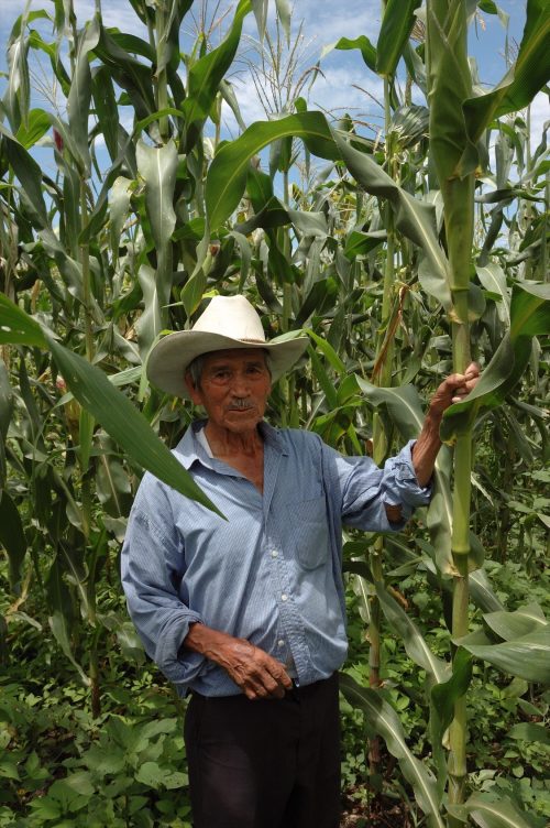 Mexican farmer J. Isabel Rafael Moncada stands in his maize plot, in Jala, Nayarit, on the Pacific coast of Mexico. (Photo: Eloise Phipps/CIMMYT)