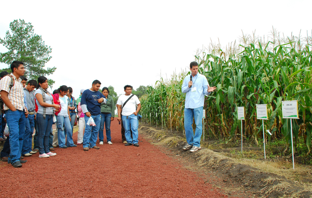 Germán Mingramm, estudiante de doctorado, muestra el trabajo de mejoramiento del maíz del CIMMYT durante una visita de estudiantes durante el evento “CIMMYT a Puerta Abierta” de 2009. (Foto: CIMMYT)