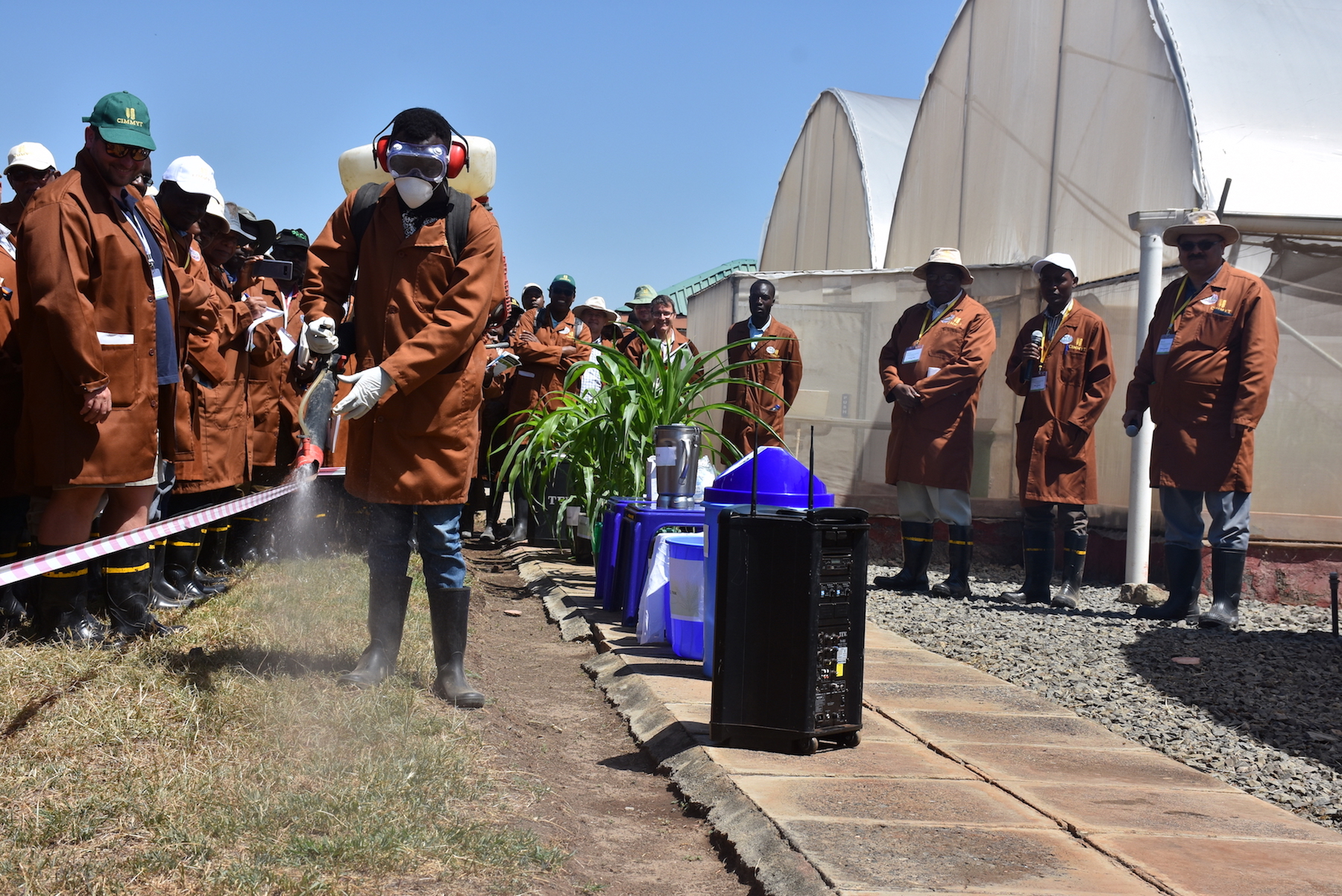 A worker at the Naivasha MLN research station conducts a mock inoculation (Photo: Joshua Masinde/CIMMYT)