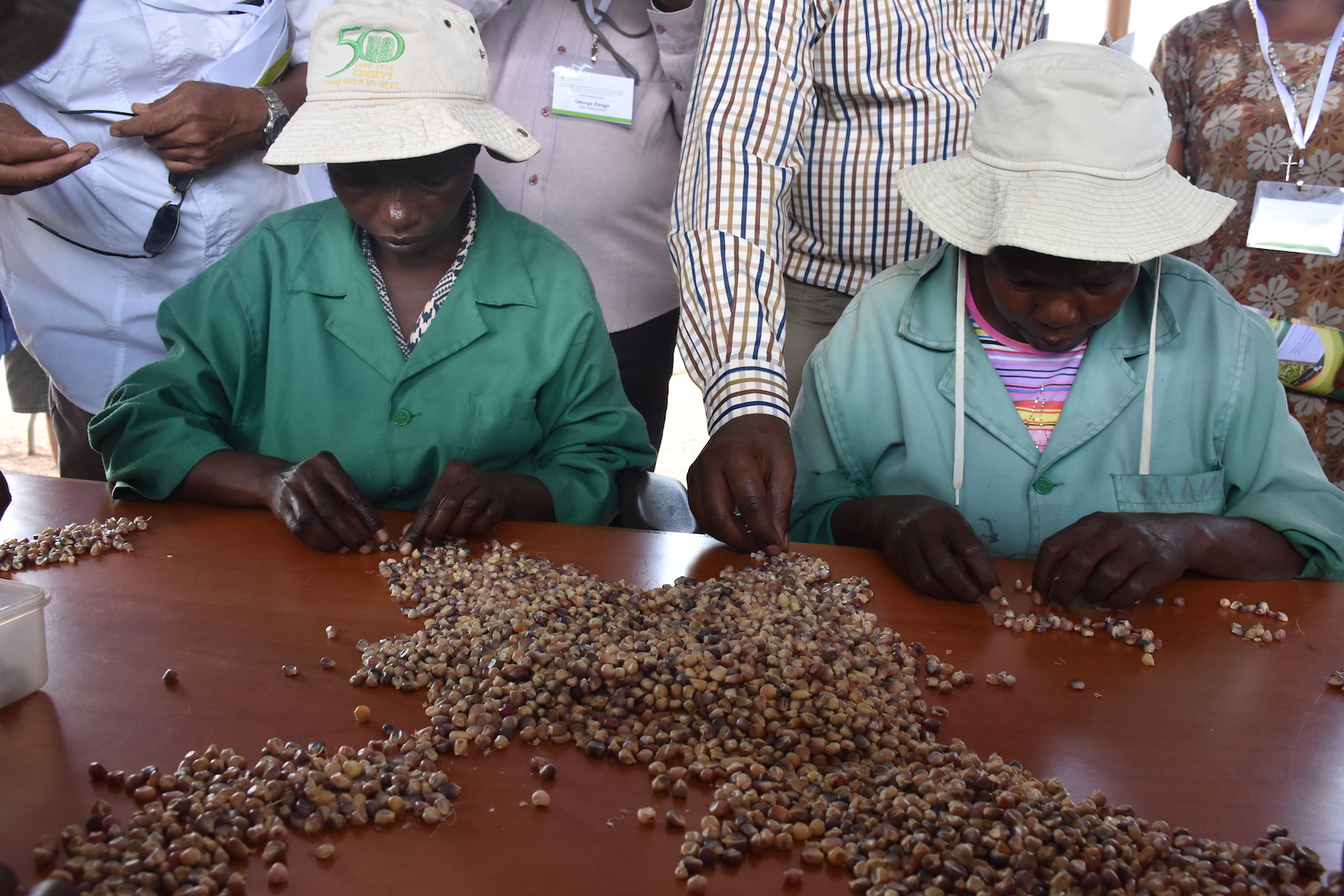 Some of the workers at Kiboko station sorting out maize seed varieties. (Photo: Joshua Masinde/CIMMYT)