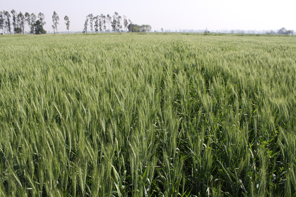 Zero-tillage wheat growing in the field in Fatehgarh Sahib district, Punjab, India. (Photo: Petr Kosina/CIMMYT)
