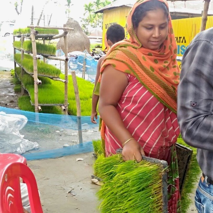 Hosneara Bibi works at the rice seedling enterprise she and her fellow self-help group members started. (Photo: SSCOP)