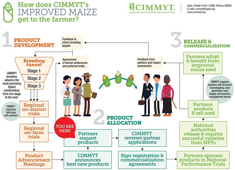 How does CIMMYT's improved maize get to the farmer?
